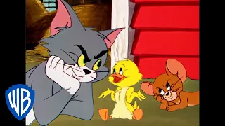 Tom & Jerry em Português | Brasil | Quá-Quá, o Patinho Quacker | WB Kids