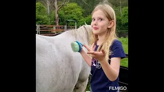 How To Groom A Horse