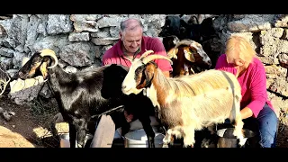 Κοπάδι Γίδια, Goats 🐐 George and Maria with their herd, Στρούγκα, Άρμεγμα Γιδιού, Nature #goats