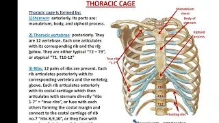 Bones and Muscles of the Thoracic Wall - Dr. Ahmed Farid