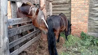 Пони пришла к огромному жеребцу