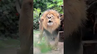 An Amazing Lion's Roar