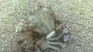 © Как спариваются крабы? / Rape by crab