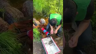 Amazing Technical Fishing Trap - Best Catching Rural Fish🐟🎣#shorts #viral #fishing