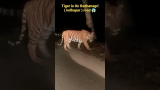 असा वाघ तुम्ही कधी पाहिला आहे का 😲😱 tiger on the road #viral #कोल्हापूर #shorts