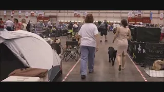 World Dog Show Geneva 2023_greater swiss mountain dog