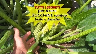 TUTTI I SEGRETI PER AVERE ZUCCHINE SEMPRE BELLE E FRESCHE