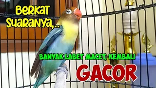 BERKAT Suara LOVEBIRD FIGHTER Ngekek Panjang Satu Ini, Banyak Lovebird Macet KEMBALI GACOR