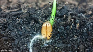 I Could Watch Time Lapses Of Seeds Growing All Day