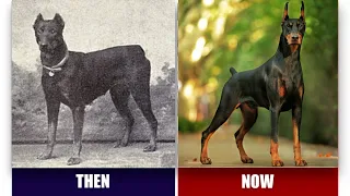 Dog Breeds - Then VS Now - Comparison Video
