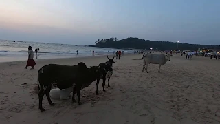 13. Отдых в Гоа (Индия). Вечер на пляже 2. Священные коровы.