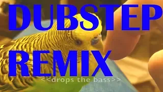 DUBSTEP REMIX: Talking Parakeet (Budgie) Talks Nonstop!!