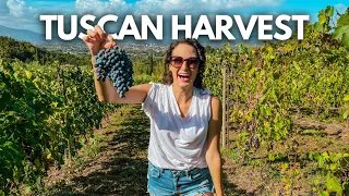 Harvesting Wine Grapes in Tuscany! 🇮🇹 La Vendemmia on a Vineyard in Lucca, Italy