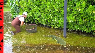 FISH IN FLOODED STREET after Record STORM!