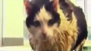 News anchor can’t handle fat cat swimming