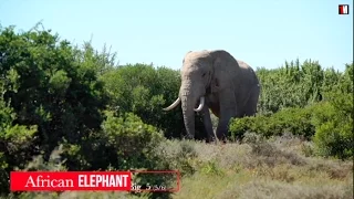 The African Elephant: The Largest Living Land Animal | 1MinuteDoc