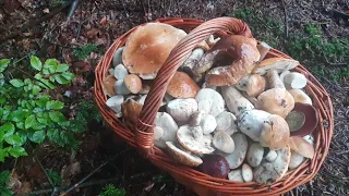 15 Kg Kosz Borowików deszczowych na 3 Wysypie w Beskidzie Niskim grzyby 2023-fungi, pilze, mushrooms