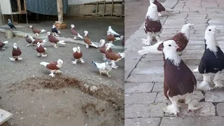 The beauty pigeons in the world КИЗИЛ ХАККАНИ ЗУРЛАР  #кабутар #голуби #pigeon #kabutar #kabootar