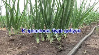 Думка аграрія про перший поливний сезон організації водокористувачів Суворовської громади