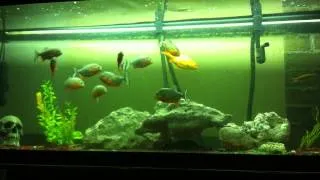 10 piranhas vs big goldfish