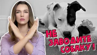 ПРИЧИНЫ НЕ ЗАВОДИТЬ СОБАКУ