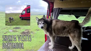 Husky in Dartmoor, Something very scary happened when we return to the van!