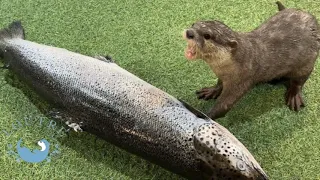 Otter's Dream?! Bite Into a Whole Salmon!