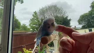 Boo the talking Budgie, playing