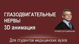 Глазодвигательные нервы. 3D анимация на виртуальном анатомическом столе "Пирогов"