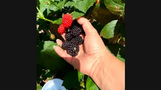 Organic Blackberries anyone?? #homegrown #havesting #fun #dog #family