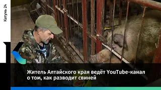 Житель Алтайского края ведёт YouTube-канал о том, как разводит свиней