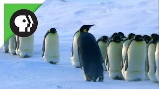 How Penguin Moms Find Their Chicks