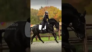 Конный спорт 🐴 Эдит для лошадей 💓