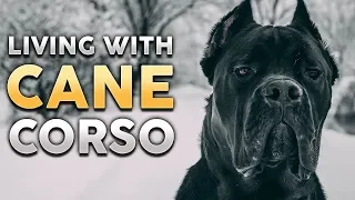 CANE CORSO! What It's Like To Live With A Cane Corso! (feat. Jason & Kara Corey)