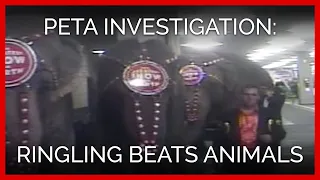 Ringling Beats Animals: A PETA Undercover Investigation