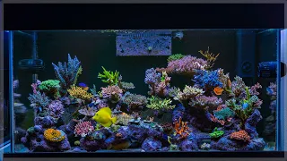 120g Acropora Coral Reef Tank | 6-Month Update | SPS