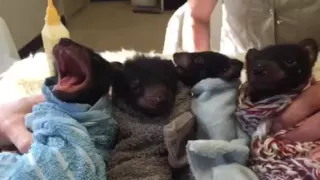 Baby Tasmanian Devils