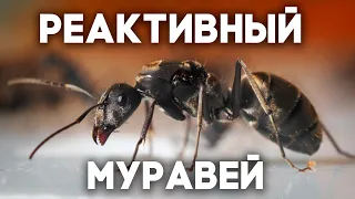 РЕАКТИВНЫЙ МУРАВЕЙ - БЫСТРЕЕ ЗВУКА! Camponotus parius - обзор муравьёв!  Димон и пумба