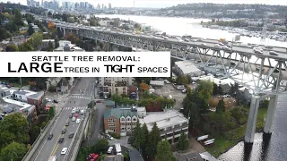 Seattle Tree Removal Challenges: Removing LARGE Trees in TIGHT Neighborhoods.