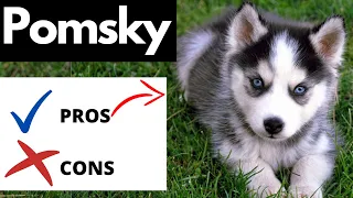 Pomsky Pros And Cons | Should You REALLY Get A POMSKY?