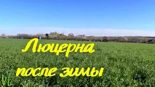 Люцерна после зимы. Раннее боронование и результаты после дождей