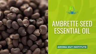 Discover the Hidden Properties of Ambrette Seed Essential Oil
