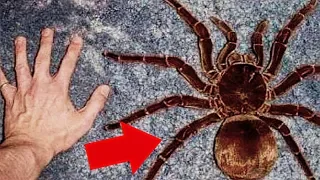 5 ARANHAS GIGANTES assustadoras