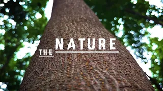 Nature Short Film || Nature B-Roll By Perfect Clicks || Forest Cinematic Videography ||