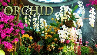 【4K Orchid 】Orchids are in full bloom at Chugoku-Shikoku Region. 高知と広島でラン展 #4K  #Orchid #牧野植物園