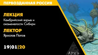 Лекторий АРХЭ на фестивале "Первозданная Россия", Попов Я. "Кембрийский взрыв и окаменелости Сибири"