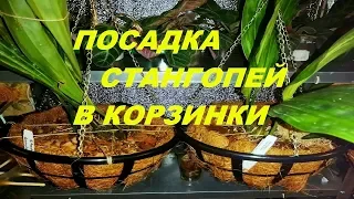 Посадка стангопей в корзины из бамбука, пластика и металлические