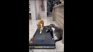 cats running on treadmill 😂