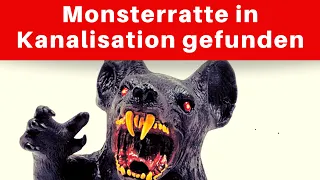 Gigantische Monster-Ratte aus Kanalisation geborgen | Monster Ratte schockt Mexiko | #shorts