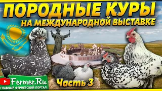 Вот ты какой, петух Гамбургский! Адлерские|Cуссекс|Леггорн|Шёлковые|Узбекская бентамка Породные куры